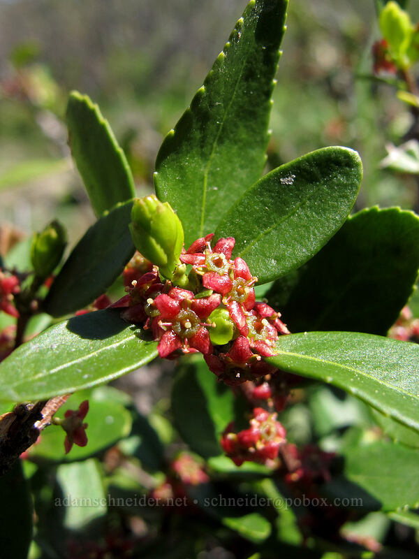 Oregon boxleaf (Paxistima myrsinites) [Rat Creek Ridge Trail, Wenatchee National Forest, Chelan County, Washington]