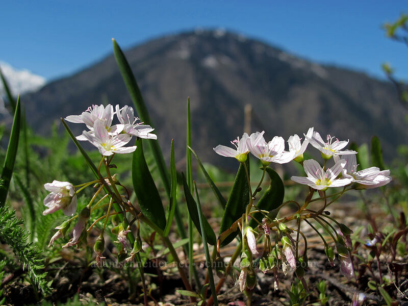 lance-leaf spring beauty (Claytonia lanceolata) [Rat Creek Ridge Trail, Wenatchee National Forest, Chelan County, Washington]