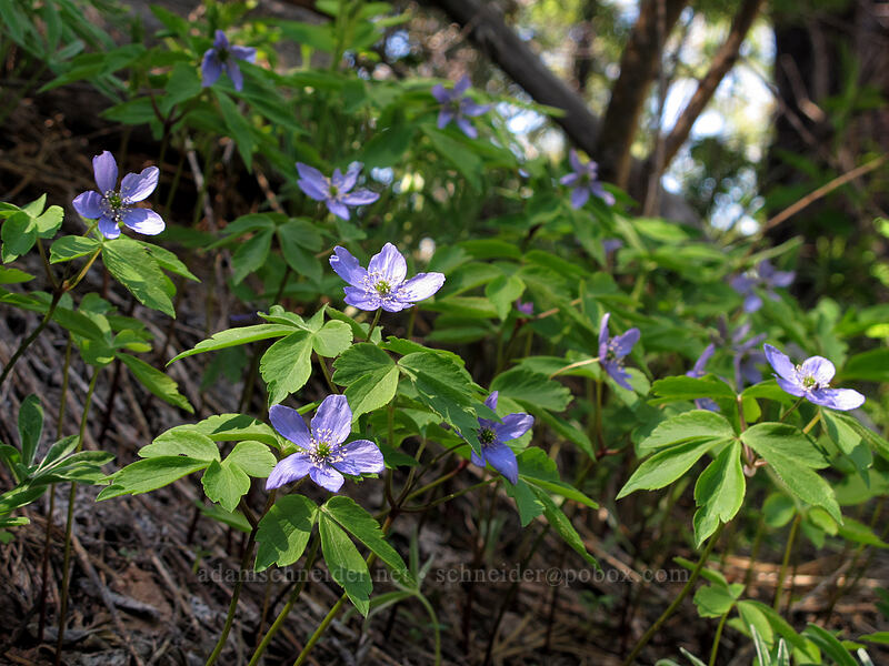 Oregon anemones (Anemone oregana) [Canyon Crest Trail, CDLT Mountain Home Property, Chelan County, Washington]