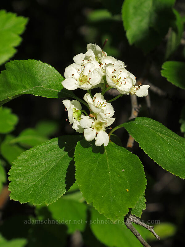 black hawthorn flowers (Crataegus douglasii) [Umtanum Recreation Area, Kittitas County, Washington]