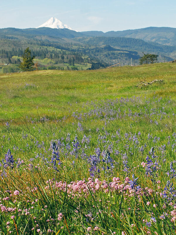 camas, rosy plectritis, & Mt. Hood (Camassia quamash, Plectritis congesta) [Catherine Creek, Klickitat County, Washington]
