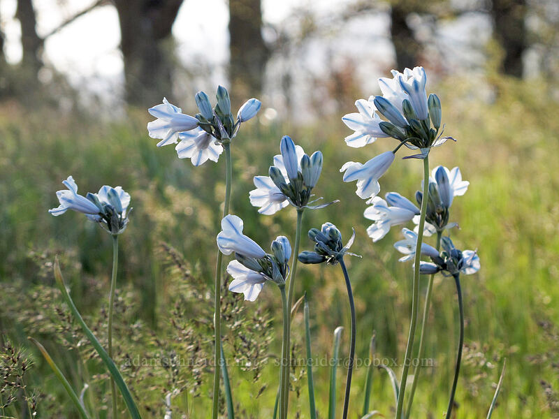 bi-colored cluster lily (Triteleia grandiflora var. howellii (Brodiaea bicolor)) [Catherine Creek, Klickitat County, Washington]