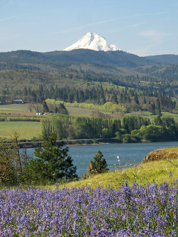 camas & Mt. Hood (Camassia quamash) [Catherine Creek, Klickitat County, Washington]