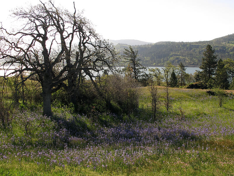 camas (Camassia quamash) [Catherine Creek, Klickitat County, Washington]