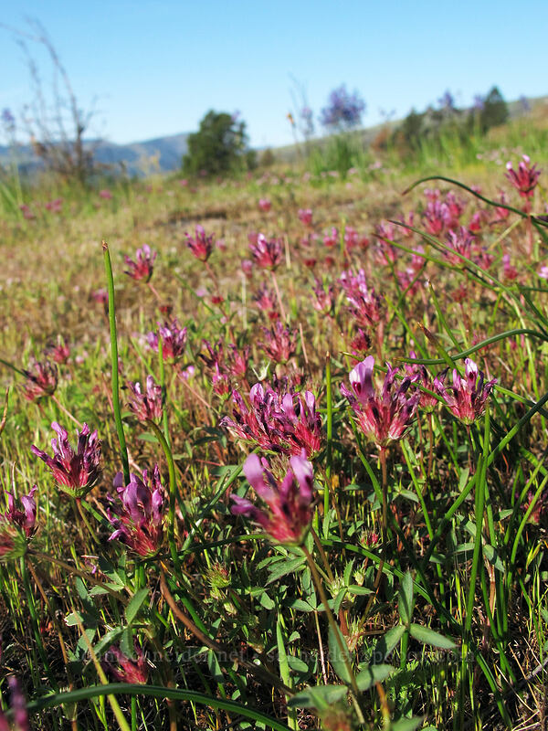 clover (Trifolium sp.) [Catherine Creek, Klickitat County, Washington]