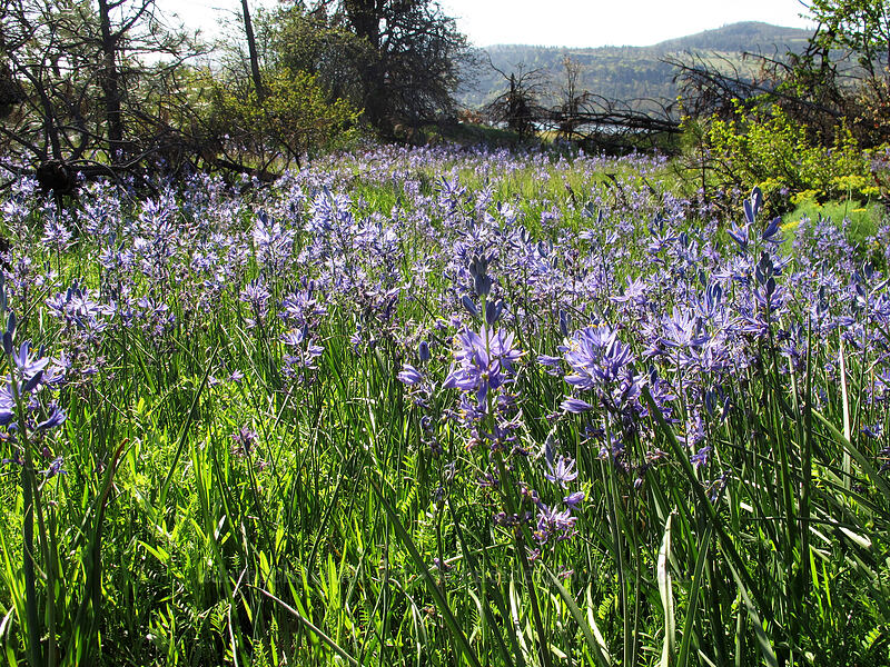camas (Camassia quamash) [Catherine Creek, Klickitat County, Washington]
