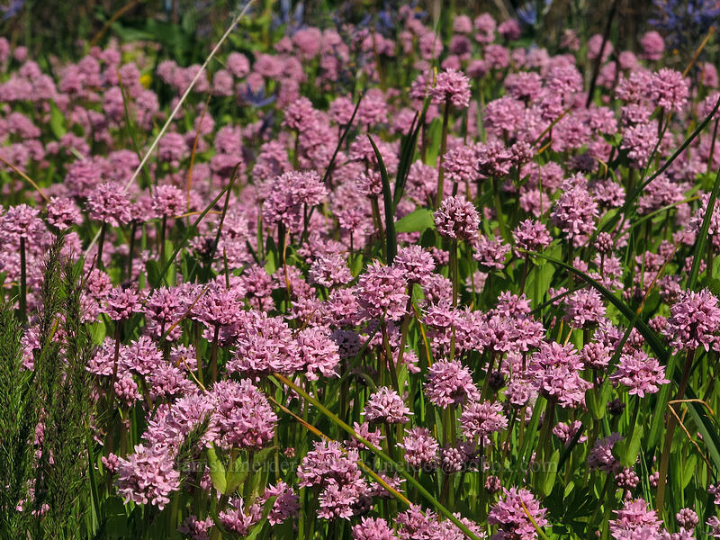 rosy plectritis (Plectritis congesta) [Catherine Creek, Klickitat County, Washington]