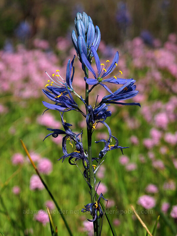 camas & rosy plectritis (Camassia quamash, Plectritis congesta) [Catherine Creek, Klickitat County, Washington]