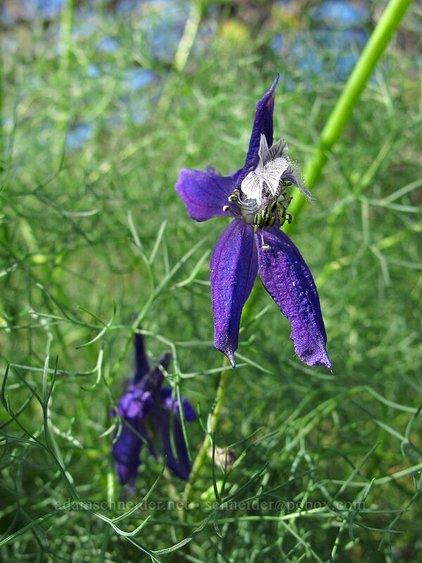 upland larkspur & desert parsley leaves (Delphinium nuttallianum, Lomatium sp.) [Catherine Creek, Klickitat County, Washington]