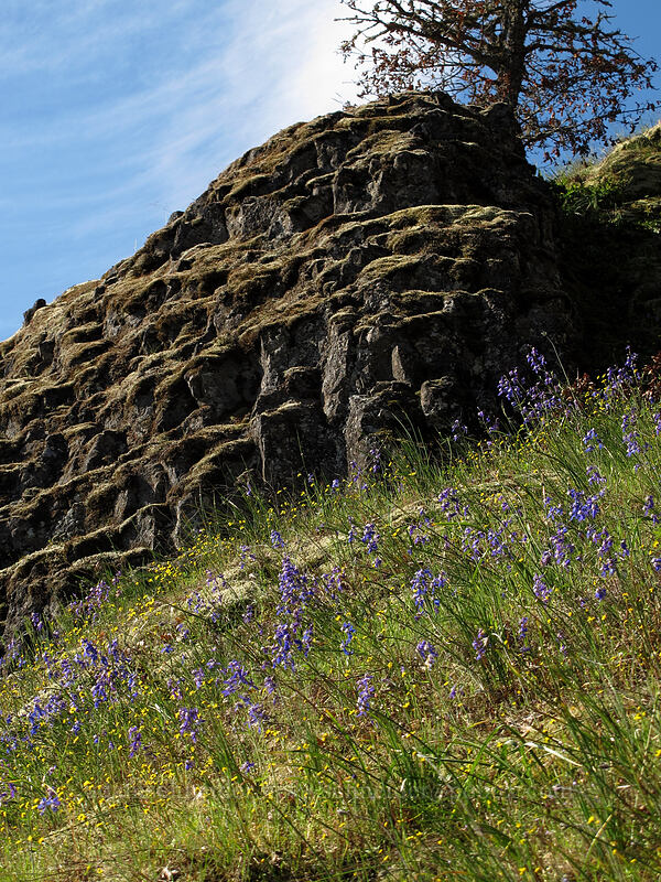 upland larkspur & gold stars (Delphinium nuttallianum, Crocidium multicaule) [Catherine Creek, Klickitat County, Washington]