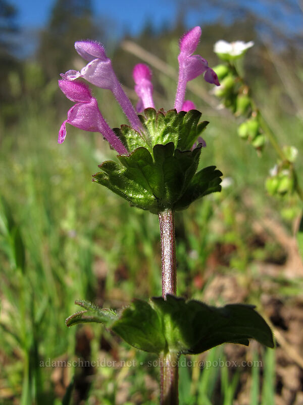 henbit dead-nettle (Lamium amplexicaule) [Catherine Creek, Klickitat County, Washington]