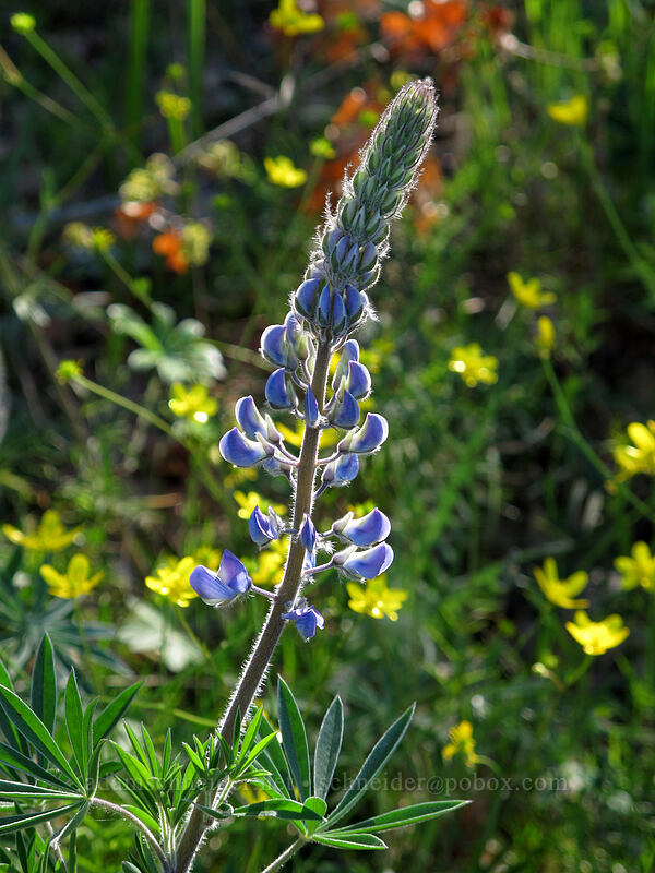 lupine & buttercups (Lupinus sp., Ranunculus occidentalis) [Catherine Creek, Klickitat County, Washington]