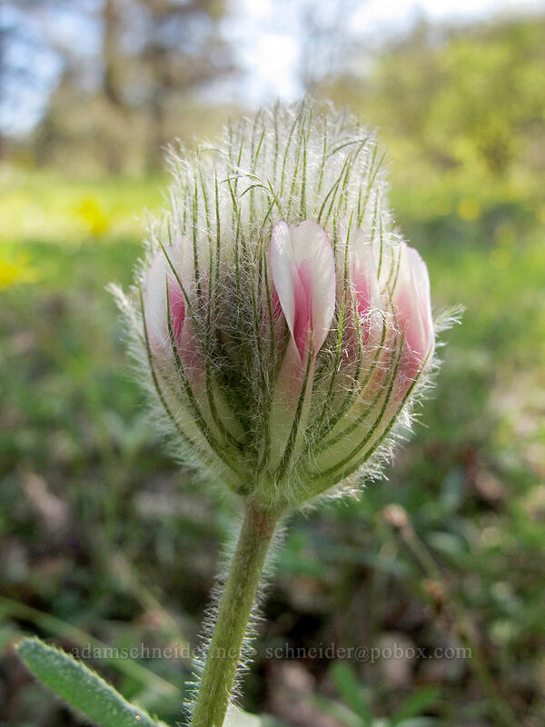 big-head clover (Trifolium macrocephalum) [Catherine Creek, Klickitat County, Washington]