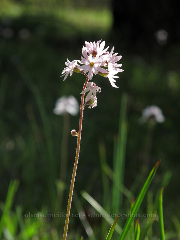prairie stars (Lithophragma parviflorum) [Catherine Creek, Klickitat County, Washington]