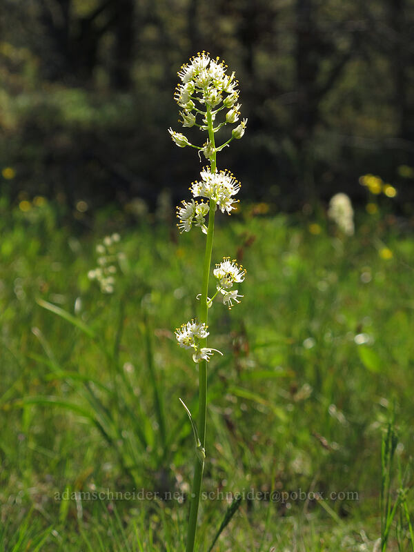 panicled death-camas (Toxicoscordion paniculatum (Zigadenus paniculatus)) [Catherine Creek, Klickitat County, Washington]