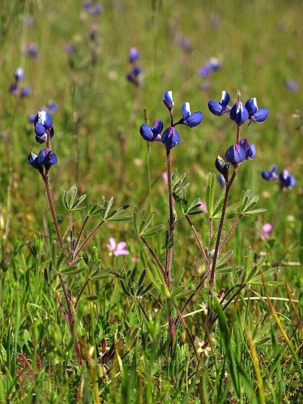 miniature lupines (Lupinus bicolor) [Catherine Creek, Klickitat County, Washington]