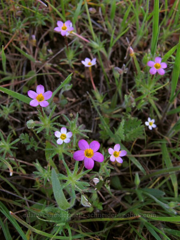 true baby-stars (Leptosiphon bicolor (Linanthus bicolor)) [Catherine Creek, Klickitat County, Washington]