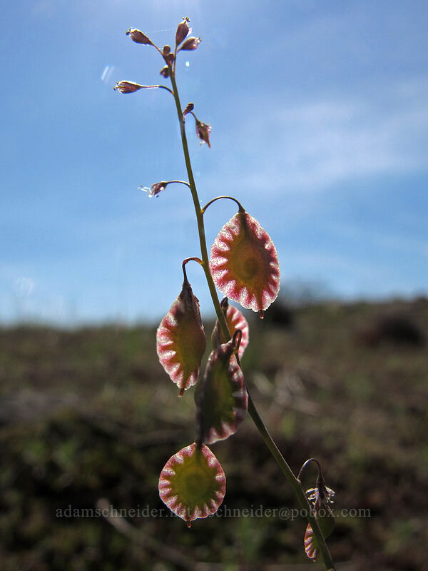 fringe pod (Thysanocarpus curvipes) [Catherine Creek, Klickitat County, Washington]