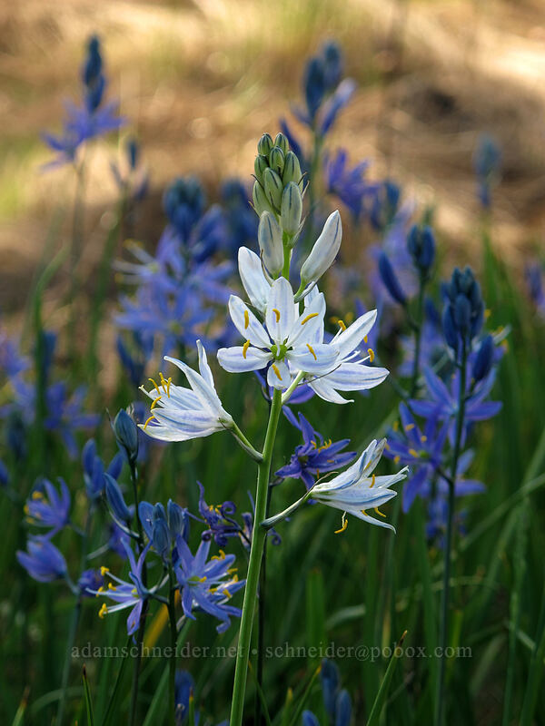 white camas (Camassia quamash) [Catherine Creek, Klickitat County, Washington]