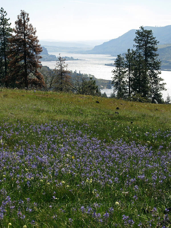 camas (Camassia quamash) [Catherine Creek, Klickitat County, Washington]
