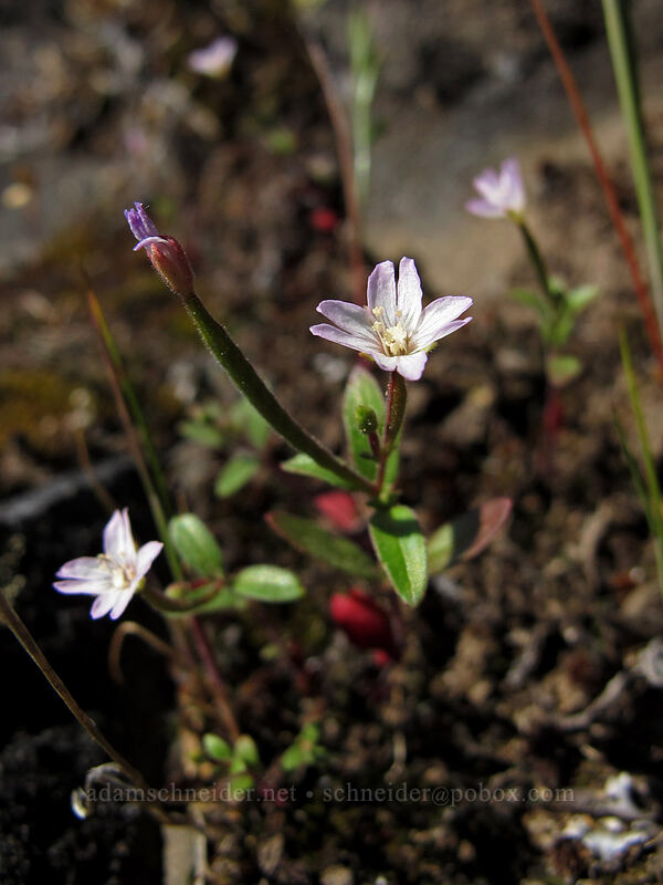 small-flowered willow-herb (Epilobium minutum) [Catherine Creek, Klickitat County, Washington]