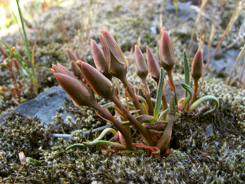 bitterroot, budding (Lewisia rediviva) [Catherine Creek, Klickitat County, Washington]