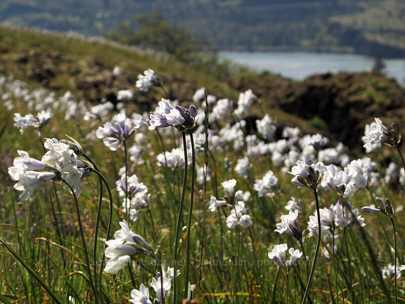 bi-colored cluster lily (Triteleia grandiflora var. howellii (Brodiaea bicolor)) [Catherine Creek, Klickitat County, Washington]