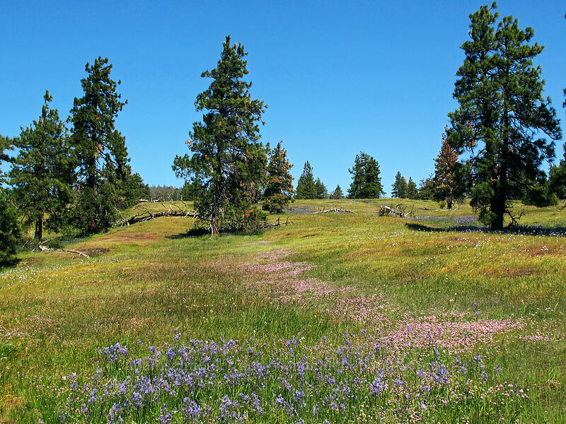 camas & rosy plectritis (Camassia quamash, Plectritis congesta) [Catherine Creek, Klickitat County, Washington]