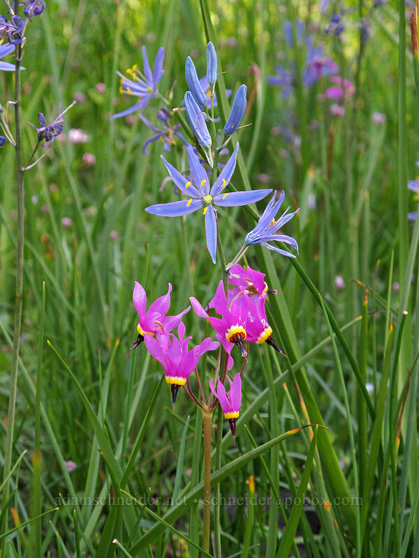 camas & shooting stars (Camassia quamash, Dodecatheon poeticum (Primula poetica)) [Catherine Creek, Klickitat County, Washington]