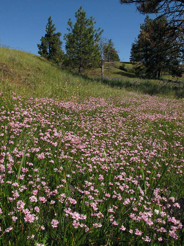 rosy plectritis (Plectritis congesta) [Catherine Creek, Klickitat County, Washington]
