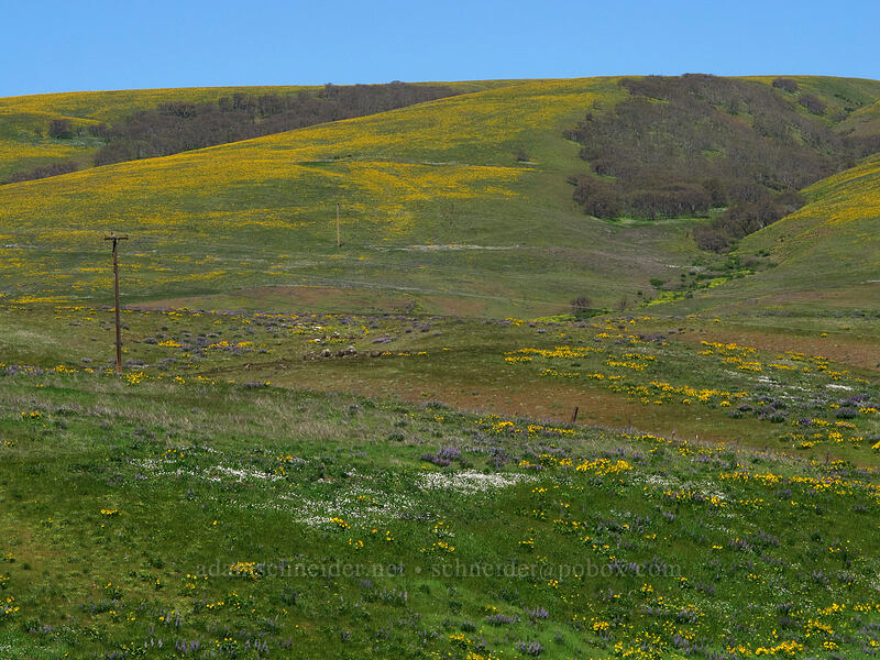 balsamroot, lupine, & prairie stars (Balsamorhiza sp., Lupinus sp., Lithophragma sp.) [Dalles Mountain Road, Klickitat County, Washington]