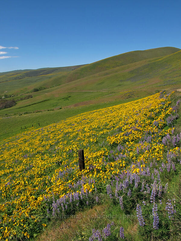 balsamroot & lupine (Balsamorhiza sp., Lupinus sp.) [Dalles Mountain Road, Klickitat County, Washington]