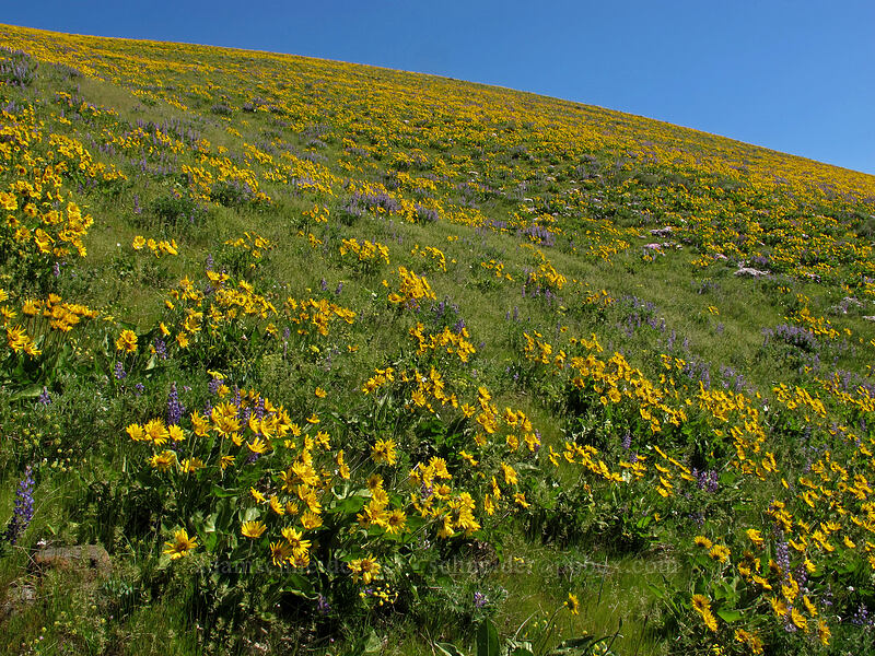 balsamroot & lupine (Balsamorhiza sp., Lupinus sp.) [Dalles Mountain Road, Klickitat County, Washington]