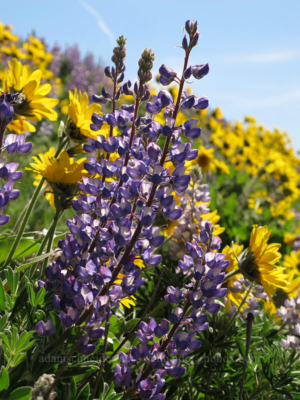 lupines (Lupinus sp.) [Dalles Mountain Road, Klickitat County, Washington]