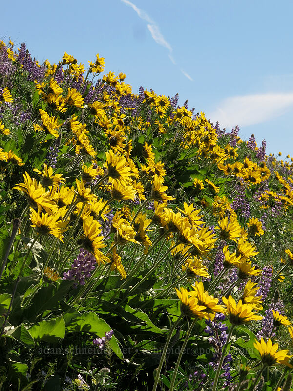 balsamroot & lupine (Balsamorhiza sp., Lupinus sp.) [Dalles Mountain Road, Klickitat County, Washington]