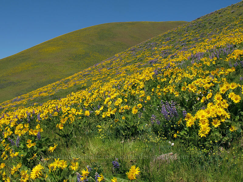 balsamroot & lupine (Balsamorhiza sp., Lupinus sp.) [Dalles Mountain Road, Klickitat County, Washington]