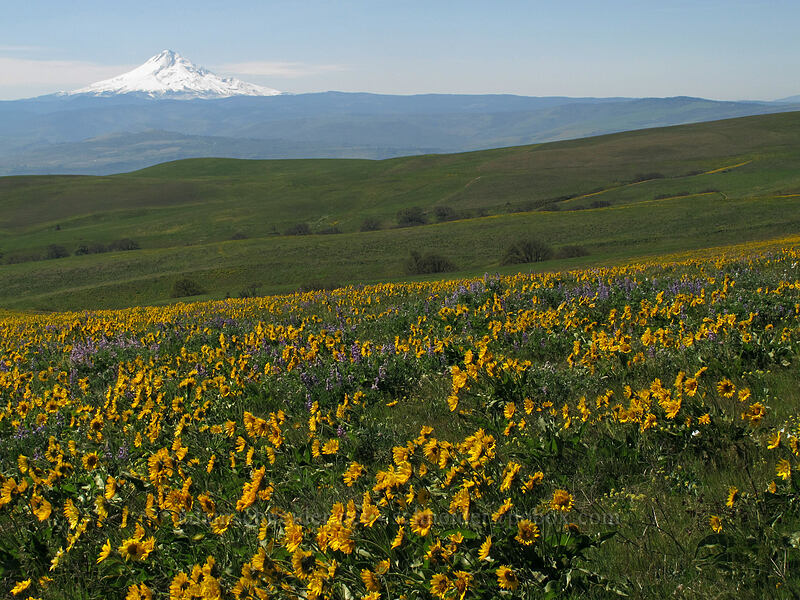 balsamroot, lupine, & Mt. Hood (Balsamorhiza sp., Lupinus sp.) [Dalles Mountain Road, Klickitat County, Washington]