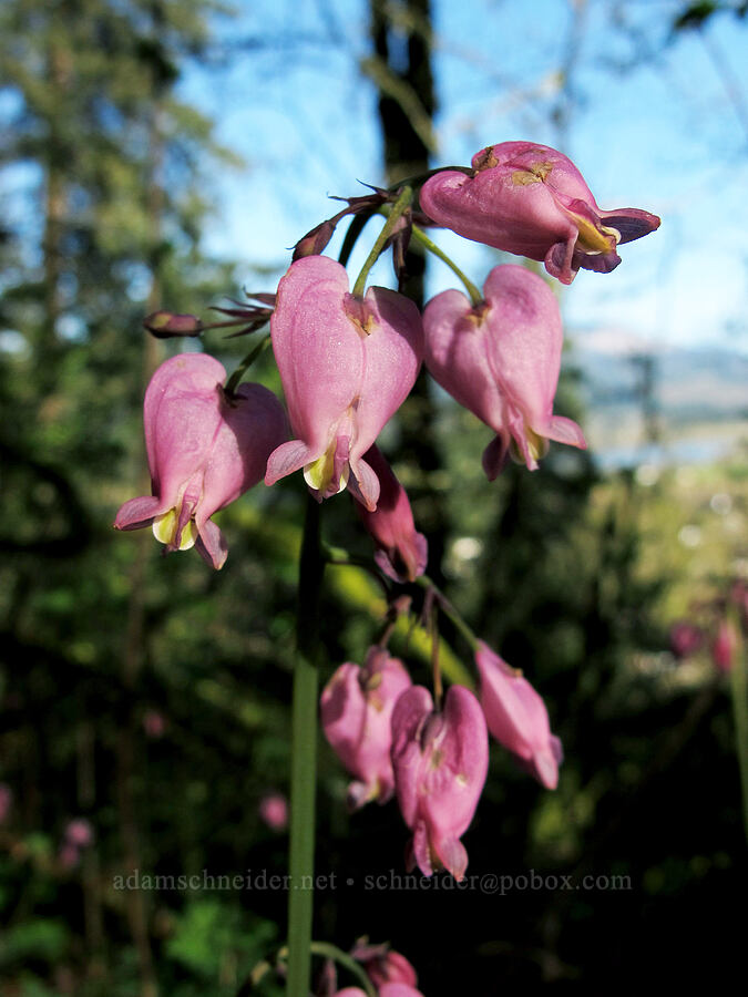 bleeding hearts (Dicentra formosa) [Gorge Trail #400, John B. Yeon State Park, Multnomah County, Oregon]