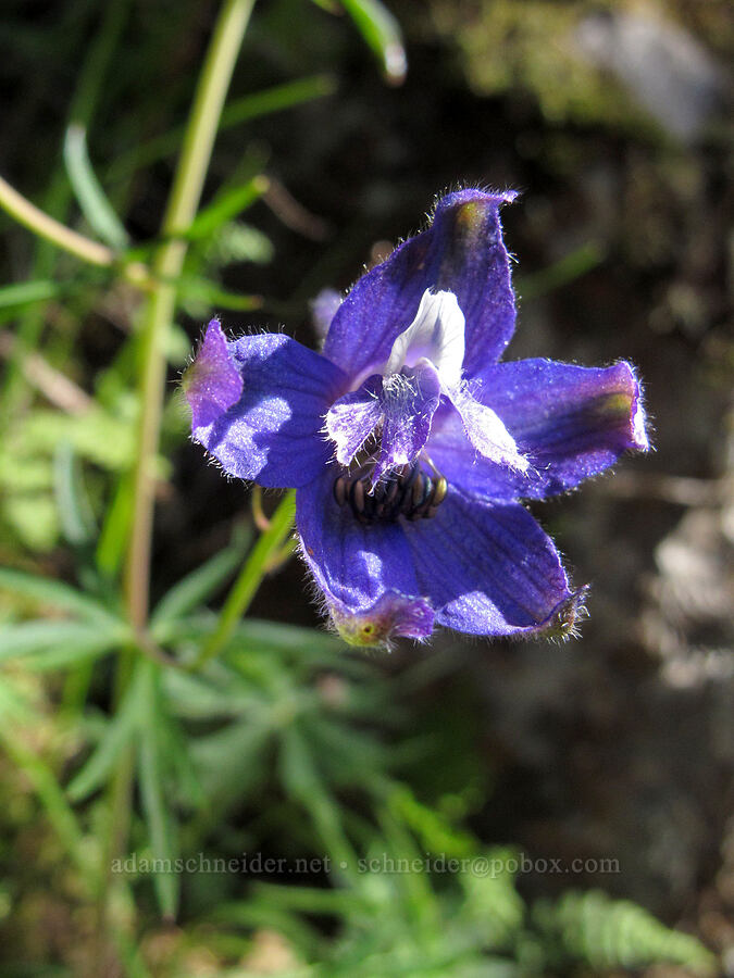 larkspur (Delphinium sp.) [Munra Point Trail, Columbia River Gorge, Multnomah County, Oregon]