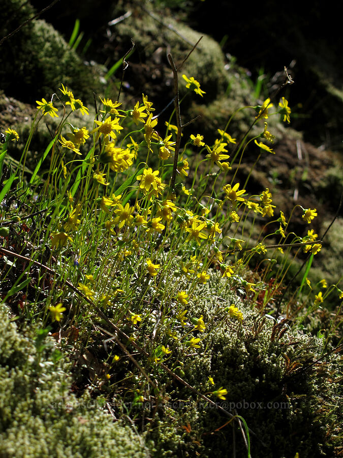 gold stars (Crocidium multicaule) [Munra Point Trail, Columbia River Gorge, Multnomah County, Oregon]