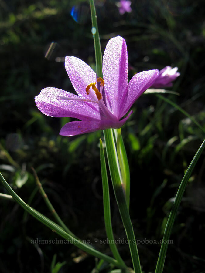 grass-widow (Olsynium douglasii) [Munra Point Trail, Columbia River Gorge, Multnomah County, Oregon]