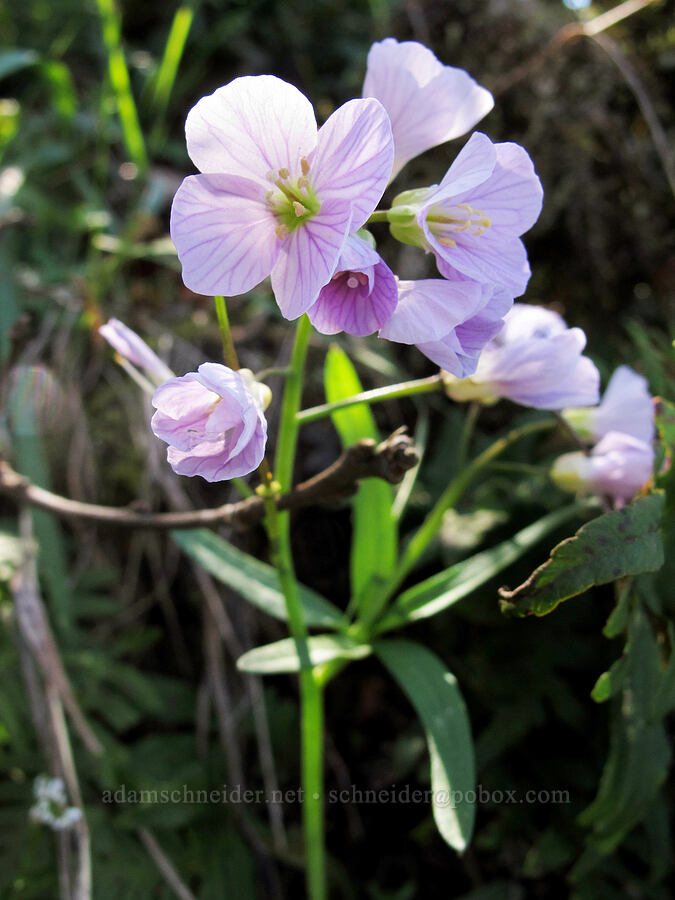oaks toothwort (Cardamine nuttallii) [Munra Point Trail, Columbia River Gorge, Multnomah County, Oregon]