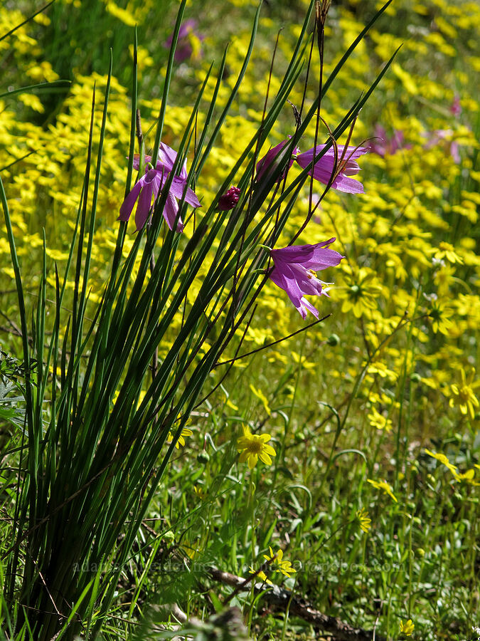 grass-widows & gold stars (Olsynium douglasii, Crocidium multicaule) [Munra Point Trail, Columbia River Gorge, Multnomah County, Oregon]