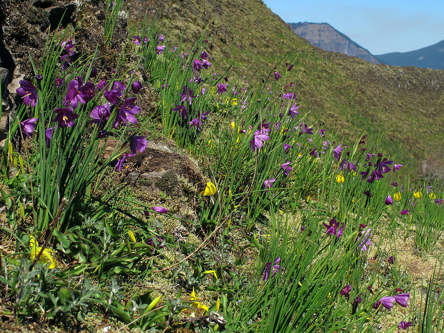 grass-widows & glacier lilies (Olsynium douglasii, Erythronium grandiflorum) [Munra Point, Columbia River Gorge, Multnomah County, Oregon]