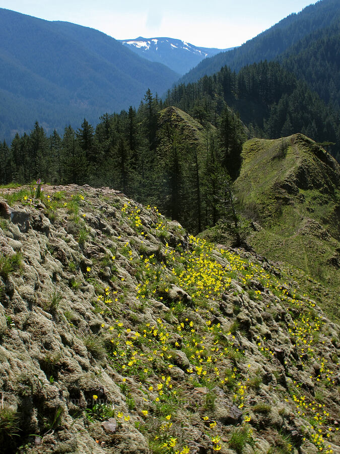 glacier lilies (Erythronium grandiflorum) [Munra Point, Columbia River Gorge, Multnomah County, Oregon]