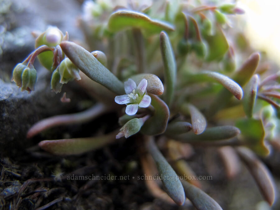pale montia (Claytonia exigua (Montia exigua)) [Munra Point, Columbia River Gorge, Multnomah County, Oregon]