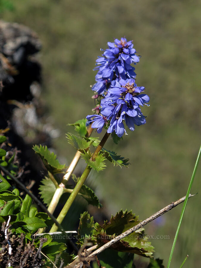 Columbia kittentails (Synthyris missurica ssp. stellata (Veronica missurica ssp. stellata)) [Munra Point, Columbia River Gorge, Multnomah County, Oregon]