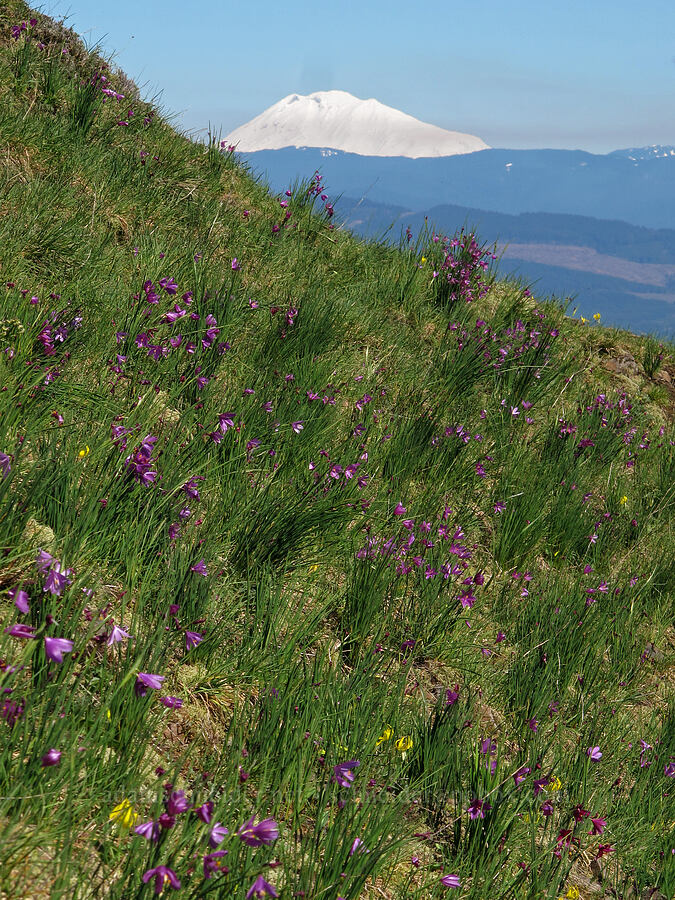grass-widows & Mt. Adams (Olsynium douglasii) [Munra Point, Columbia River Gorge, Multnomah County, Oregon]