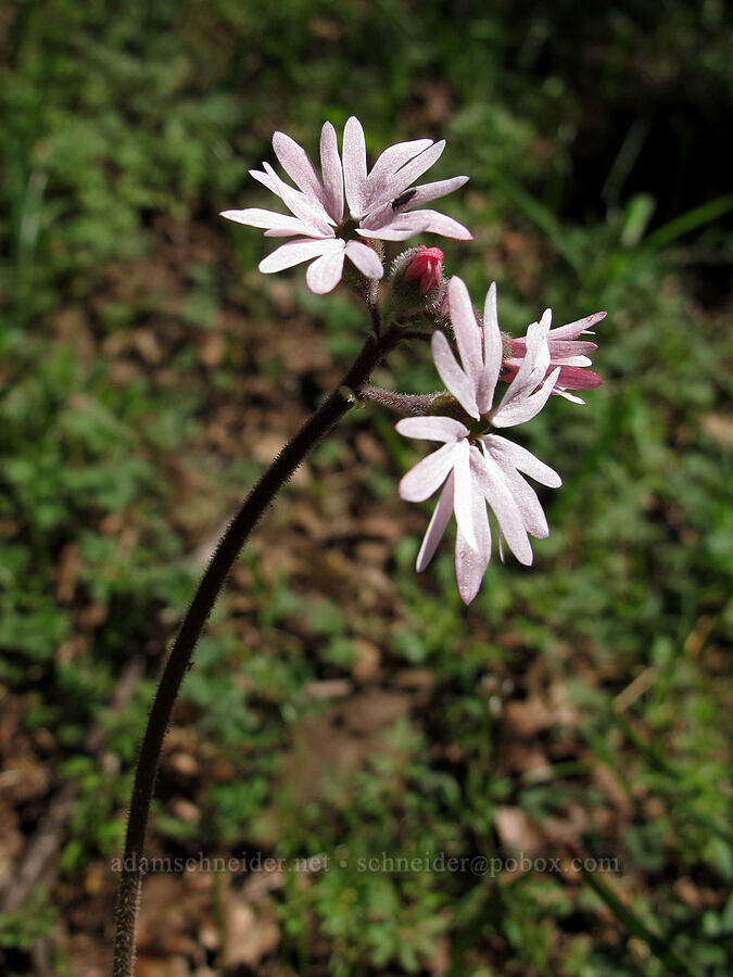 prairie star (Lithophragma parviflorum) [Munra Point Trail, Columbia River Gorge, Multnomah County, Oregon]