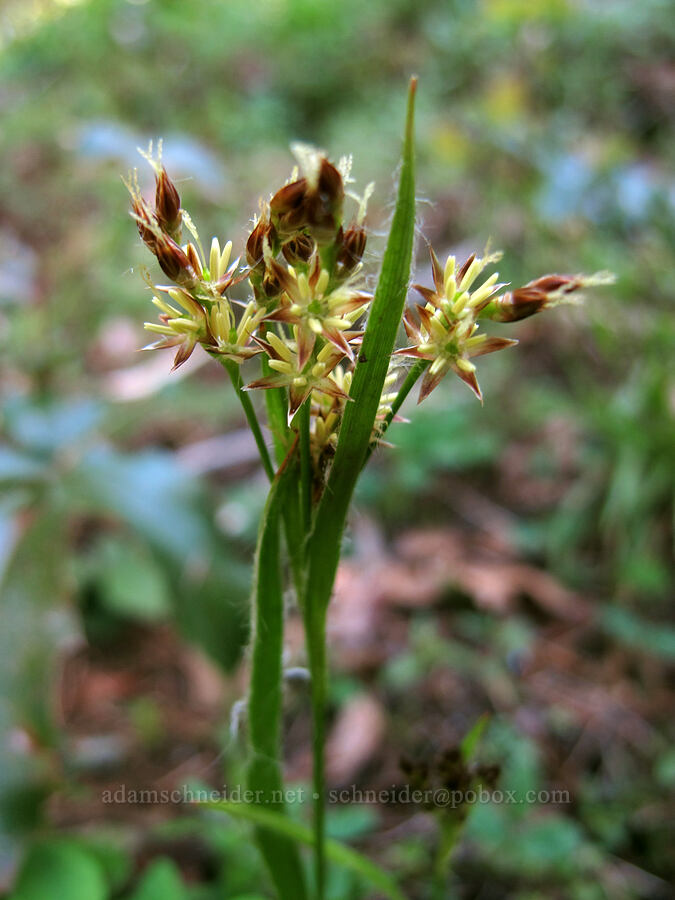 large-flowered wood-rush (Luzula macrantha) [Munra Point Trail, Columbia River Gorge, Multnomah County, Oregon]
